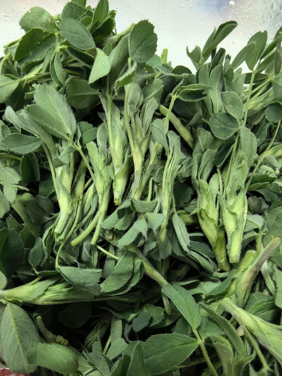 苜蓿麦饭