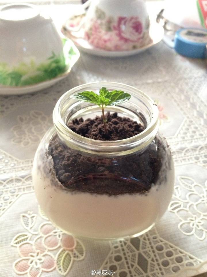 酸奶盆栽