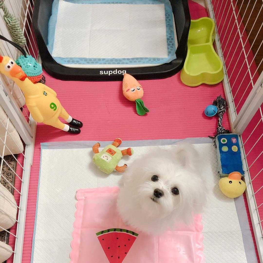 小舞爱跳舞