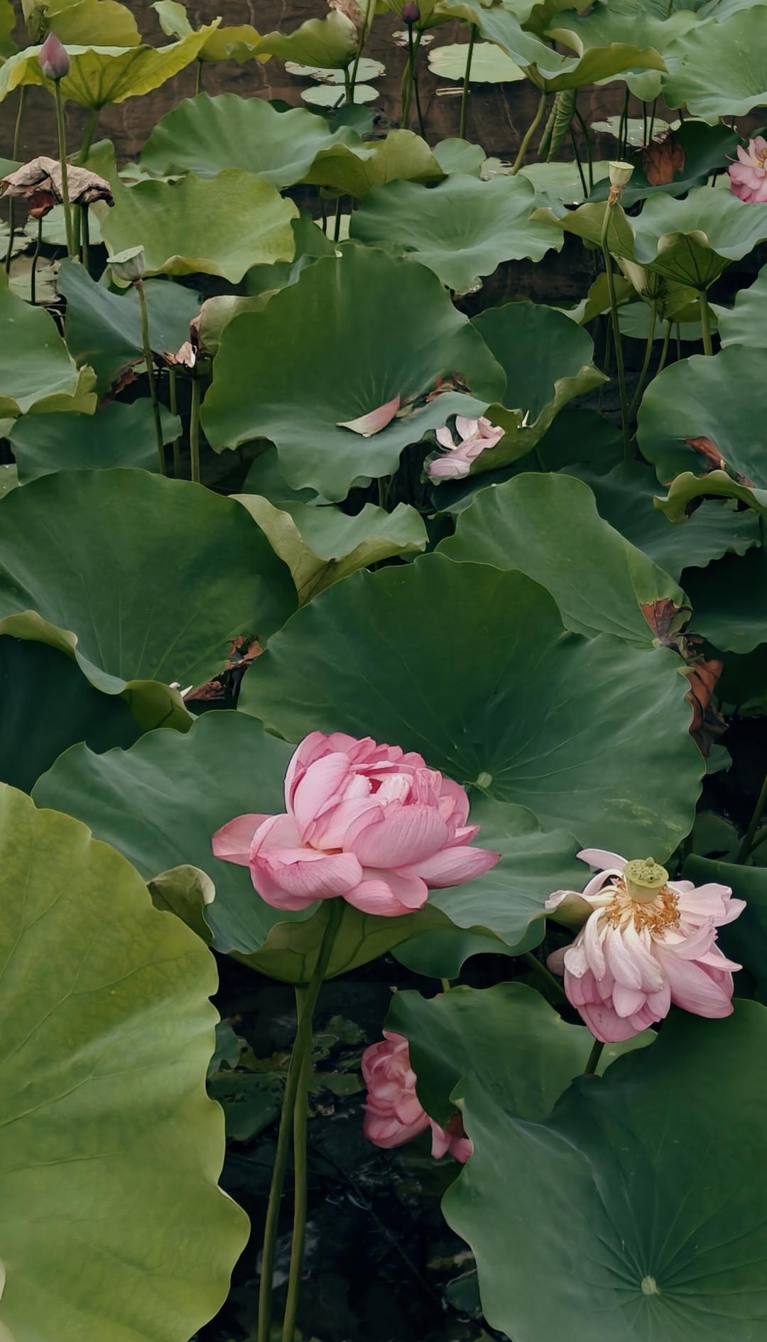 花样早餐
