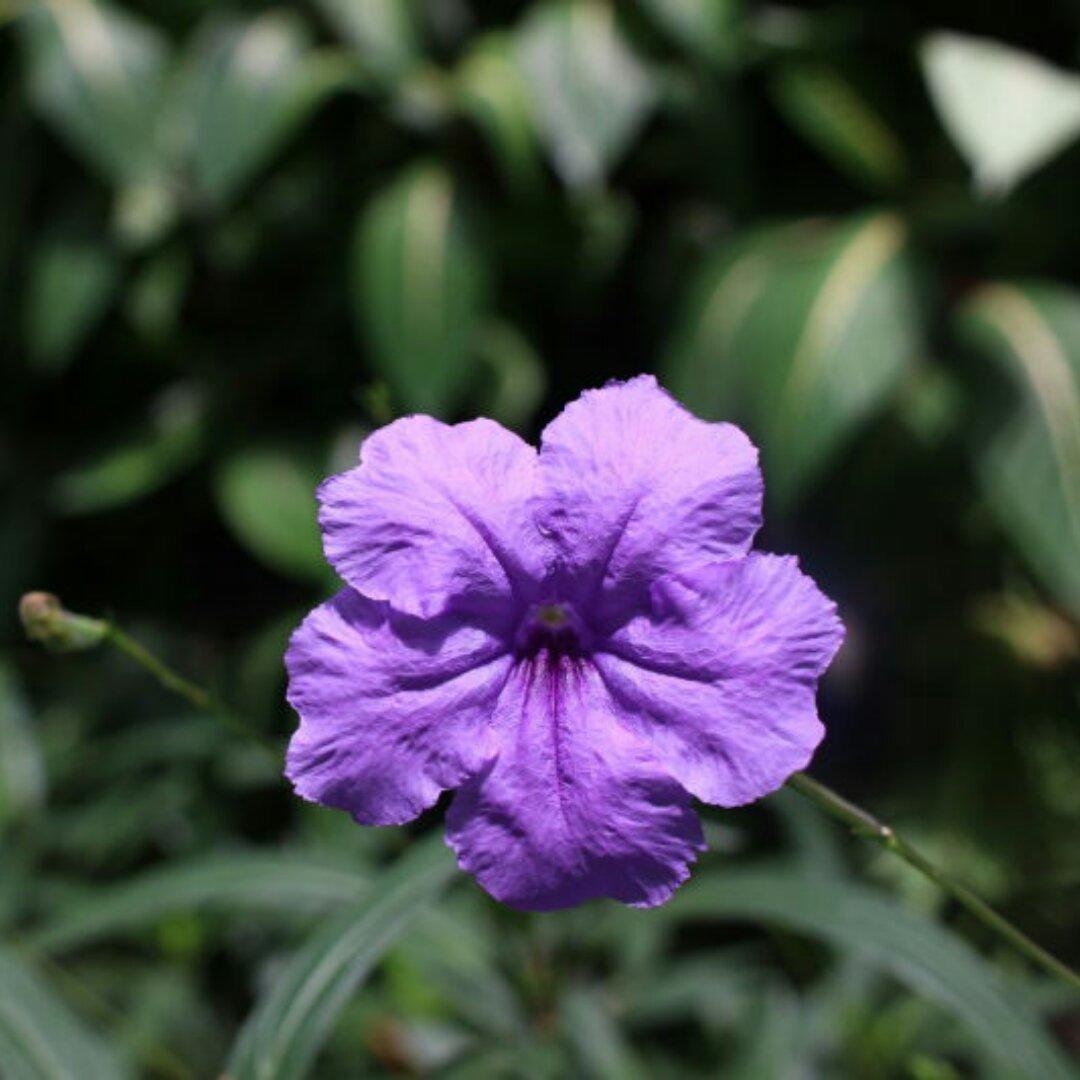 西风吹