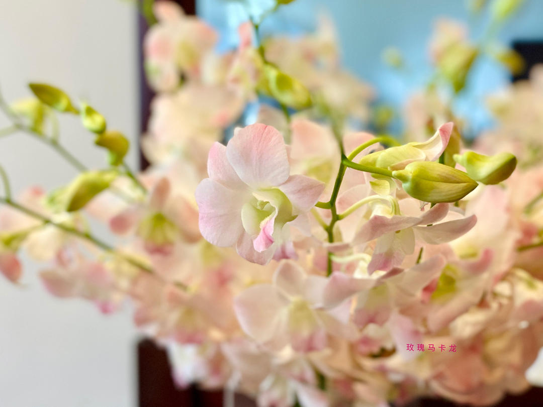 玫瑰上的雨露 #Raindrops on Roses