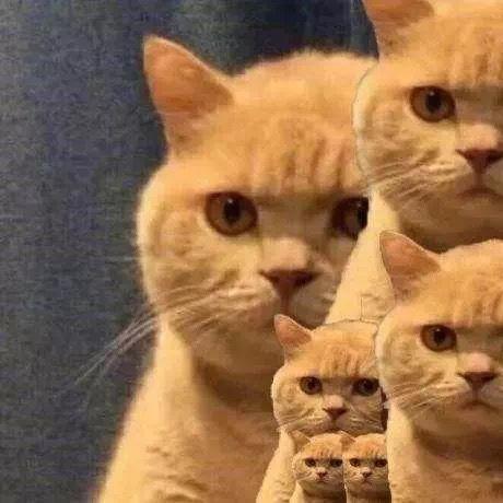 喜欢做饭的小皮皮