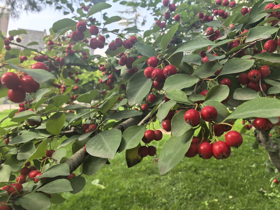 番茄鸡蛋油菜方便面