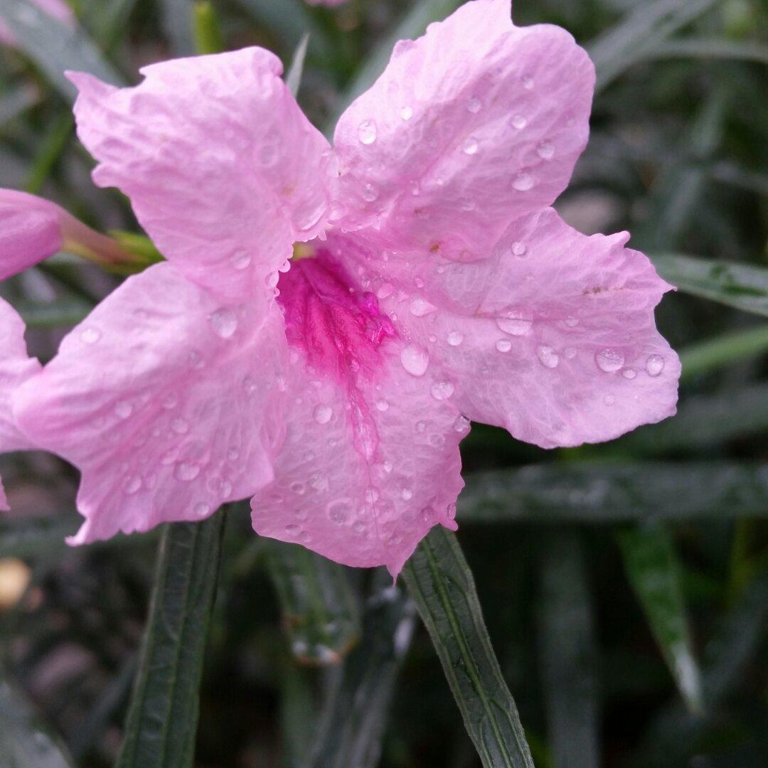 厨娘微雨青竹