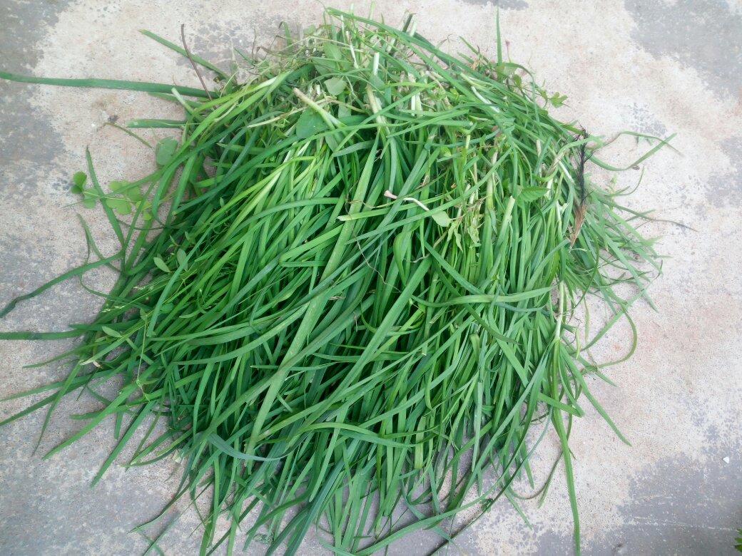 我家的“菜篮子”