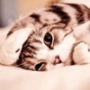 Cheerful猫猫