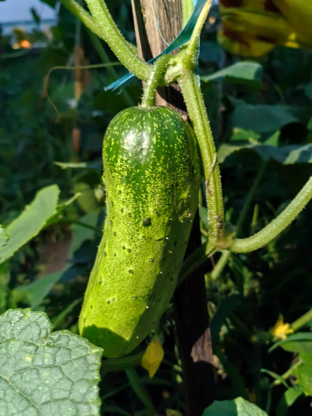菜里菜气
