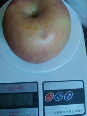 苹果小麦胚芽粥的做法 步骤1