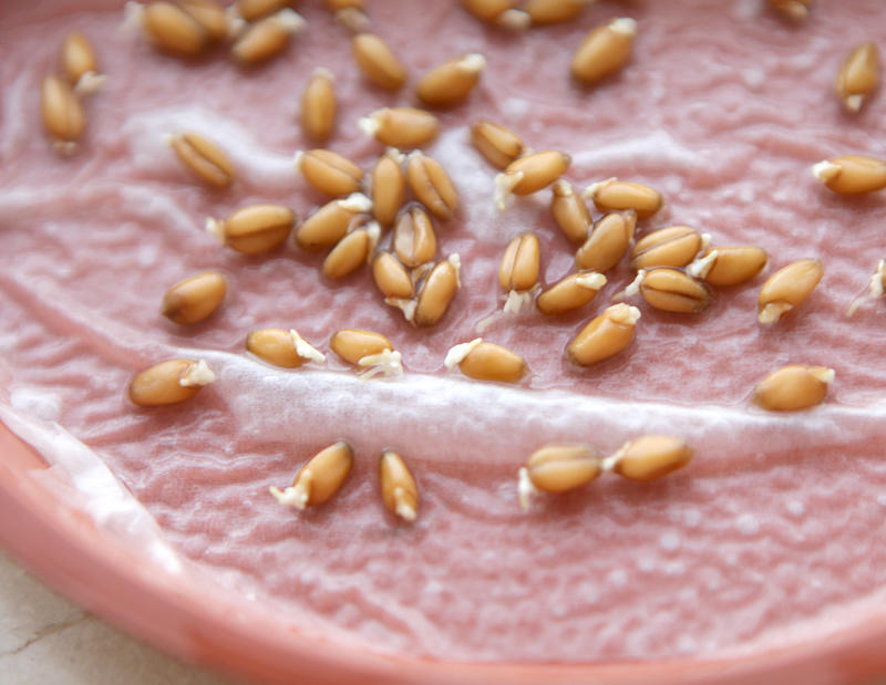 猫草 无土栽培 的做法步骤图 怎么做好吃 朵拉小厨 下厨房