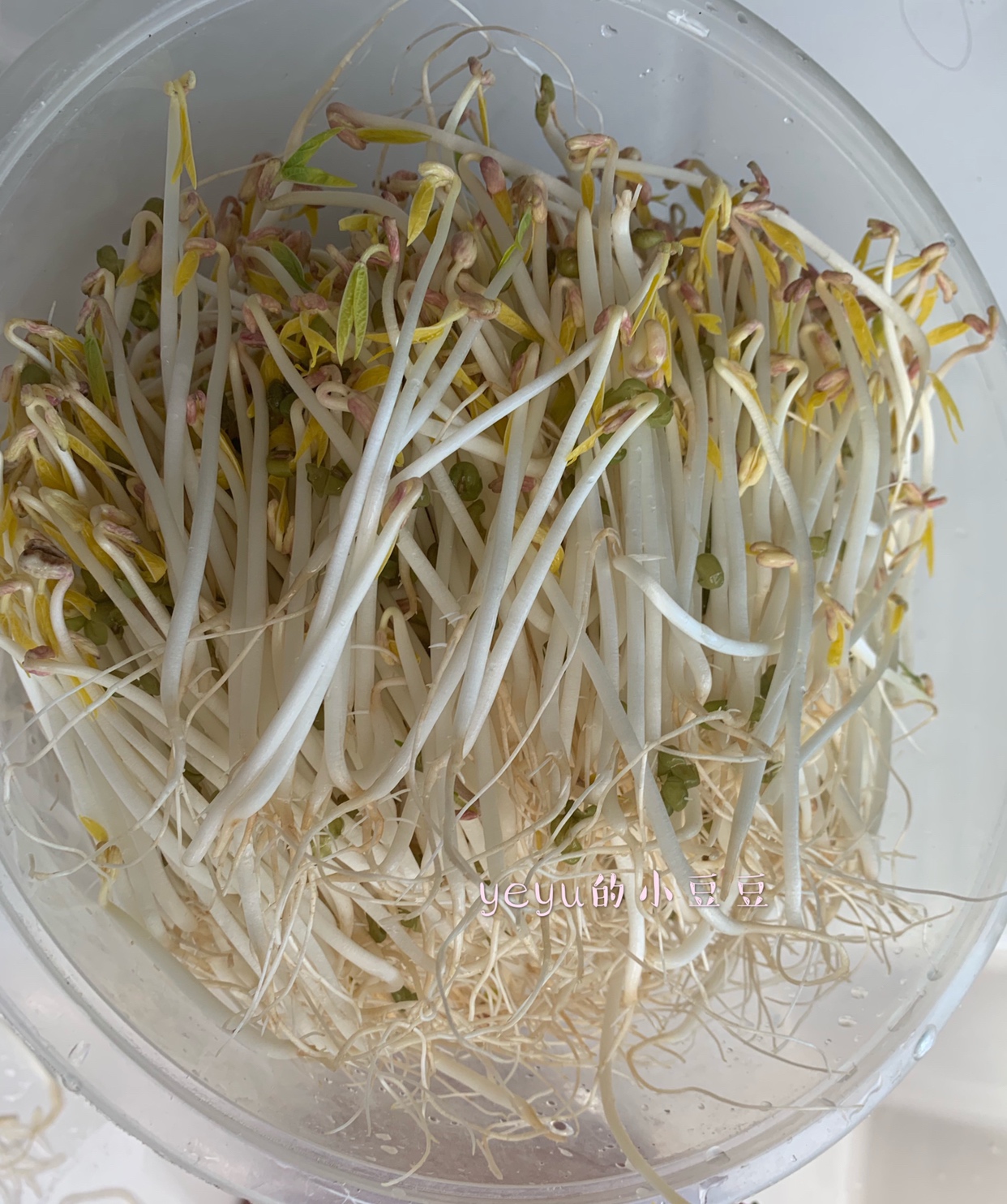 清炒绿豆芽，利用5天时间，把绿豆发成豆芽炒成豆芽菜的做法 步骤5