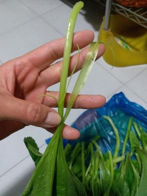 米汤冬寒菜（葵菜）的做法 步骤5