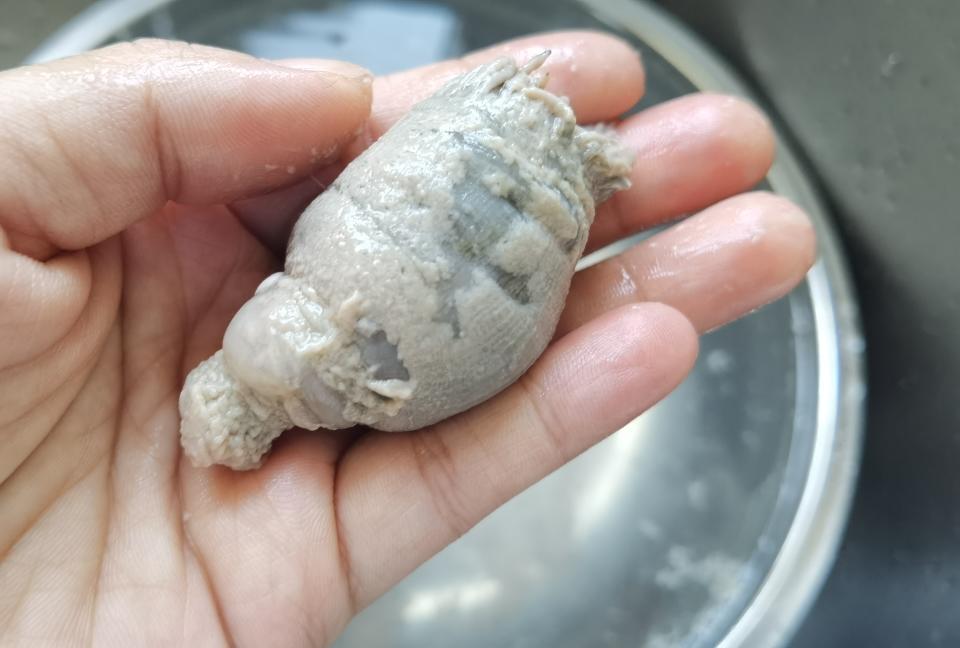 沙蒜(海葵)排骨汤的做法 步骤3