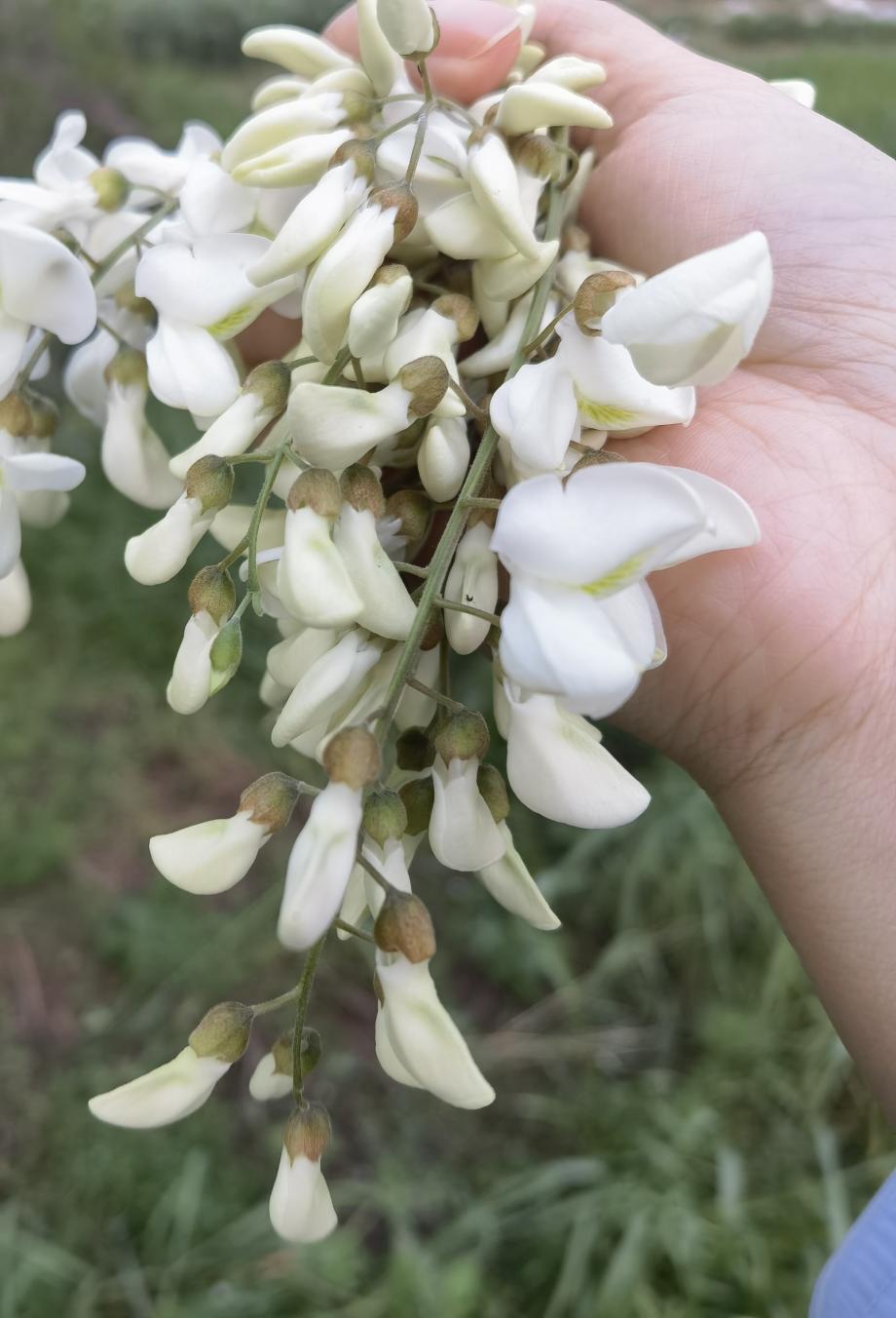 春天里的美味—洋槐花麦饭的做法