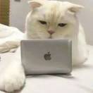 手机用户2680_lf9a