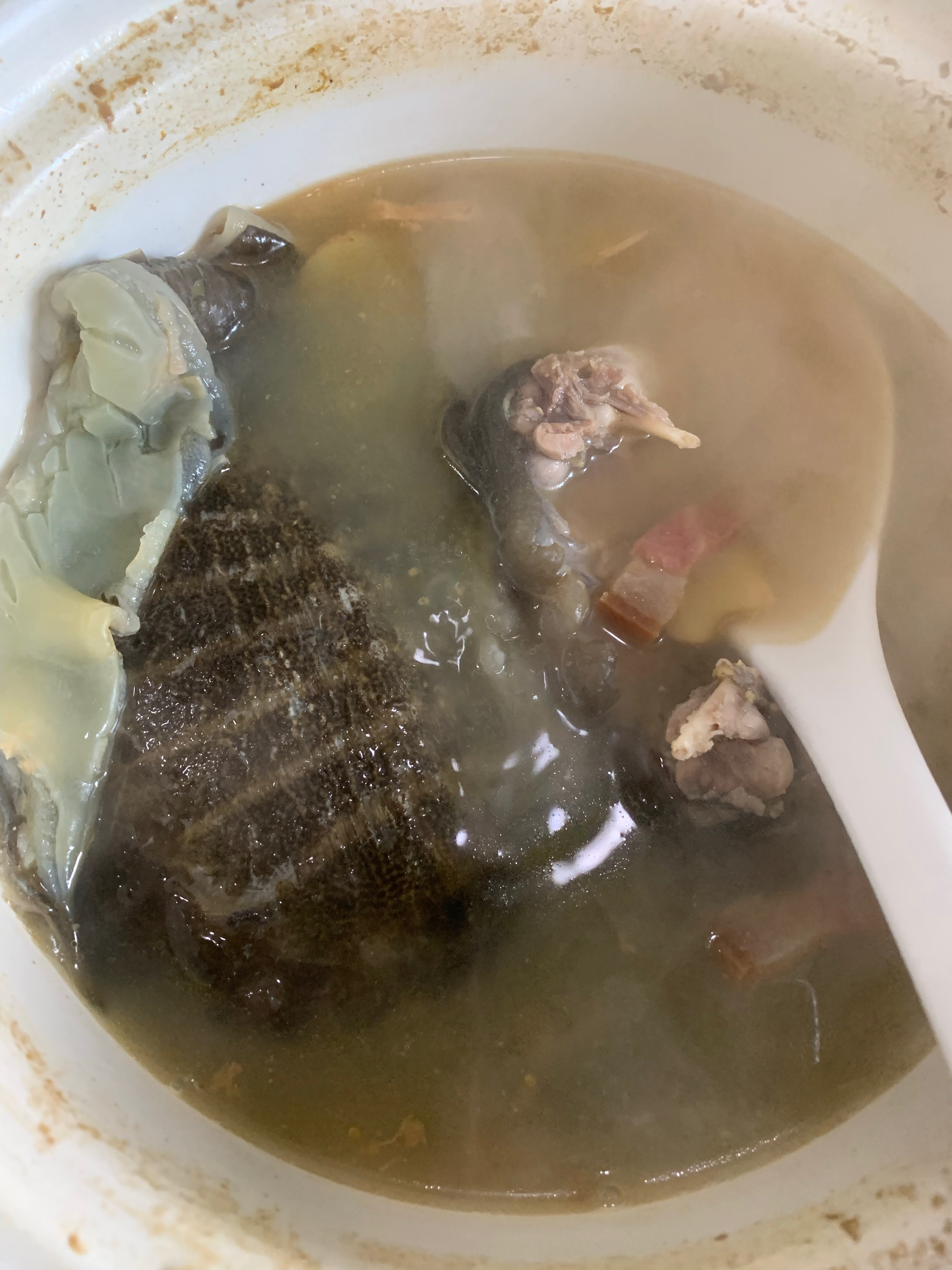 清炖野生甲鱼汤