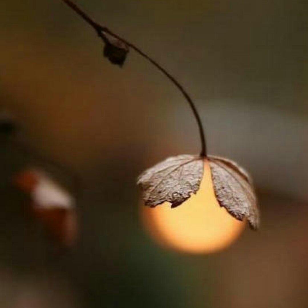 十五的月亮十六元