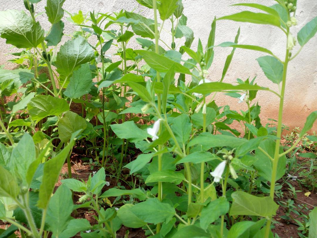我家的“菜篮子”