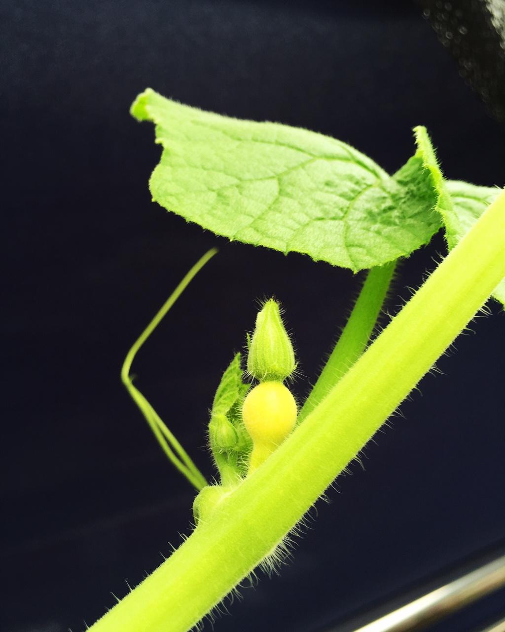 阳台上那些………花花草草