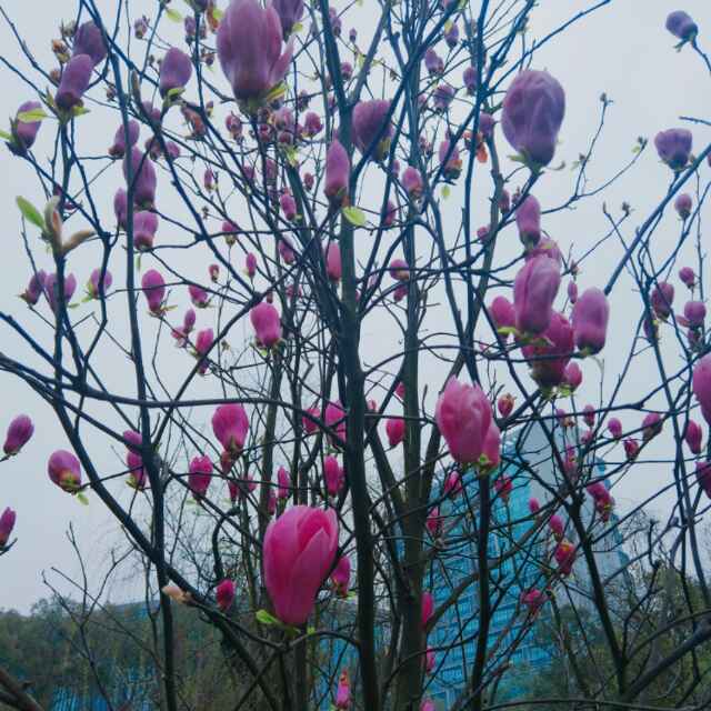 painapple1996