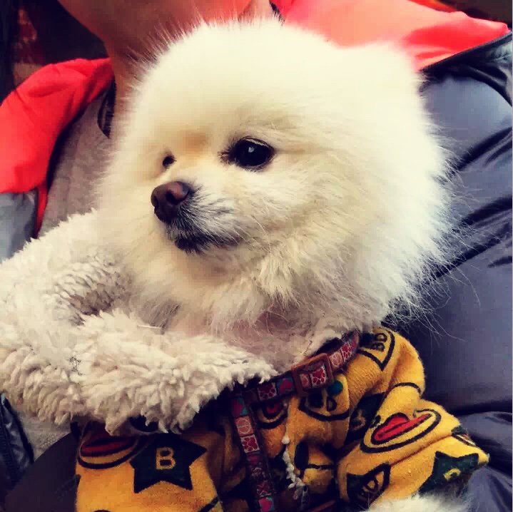 圆不乱duang