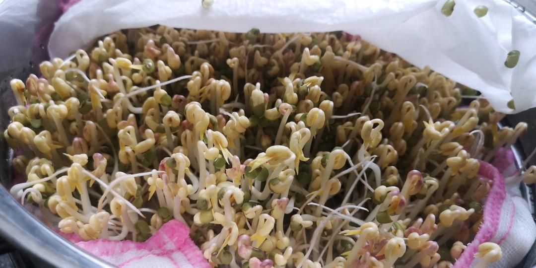 自发绿豆芽