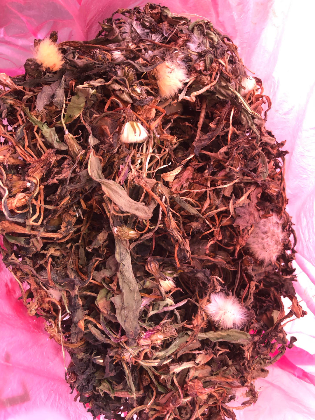 蒲公英茶