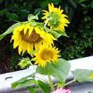 手机用户2027_bi72