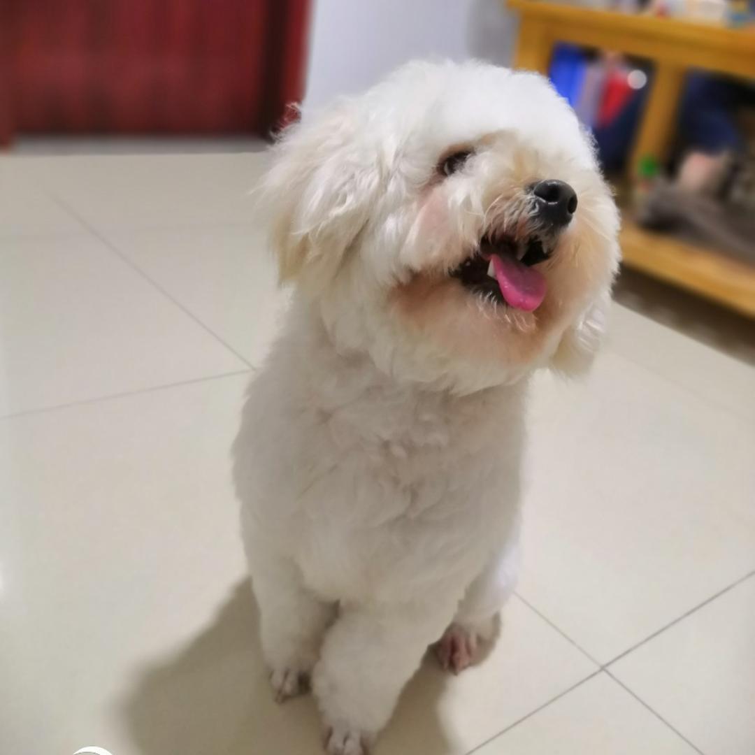 可乐小狗狗