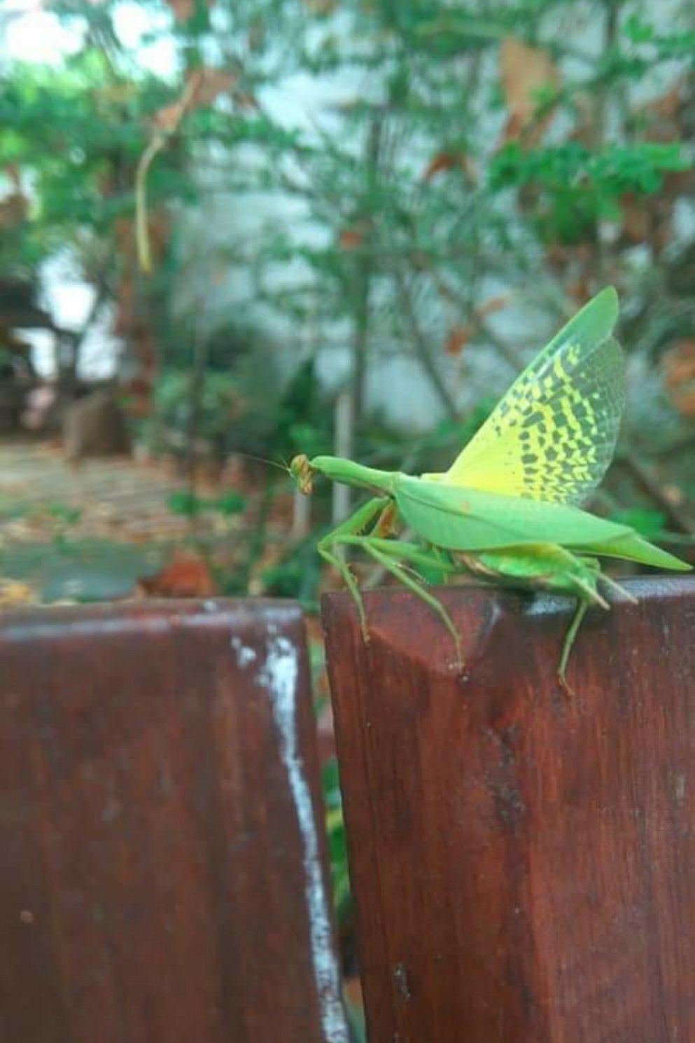 所见所闻奇特生物