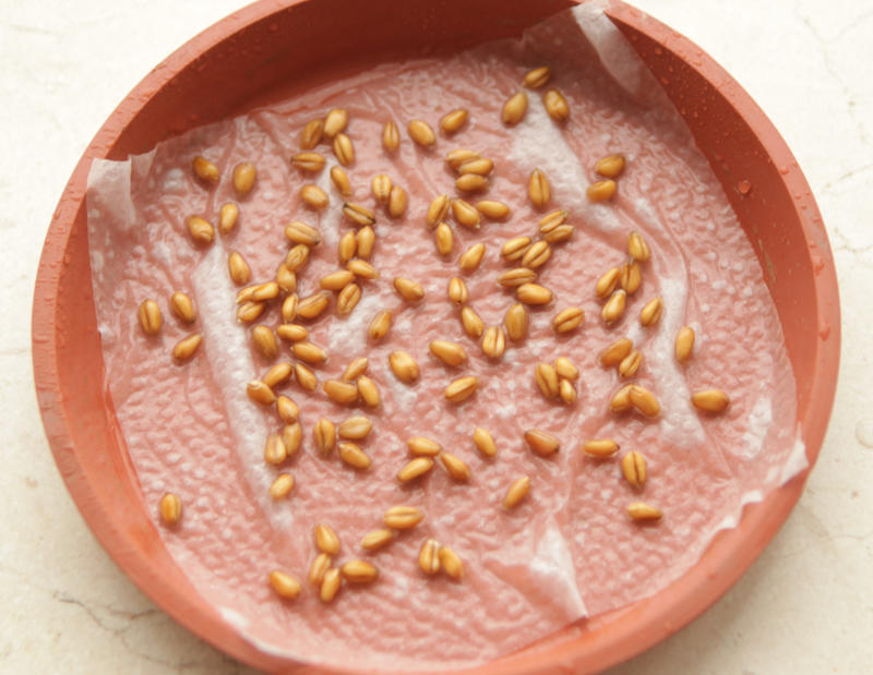 猫草 无土栽培 的做法步骤图 怎么做好吃 朵拉小厨 下厨房