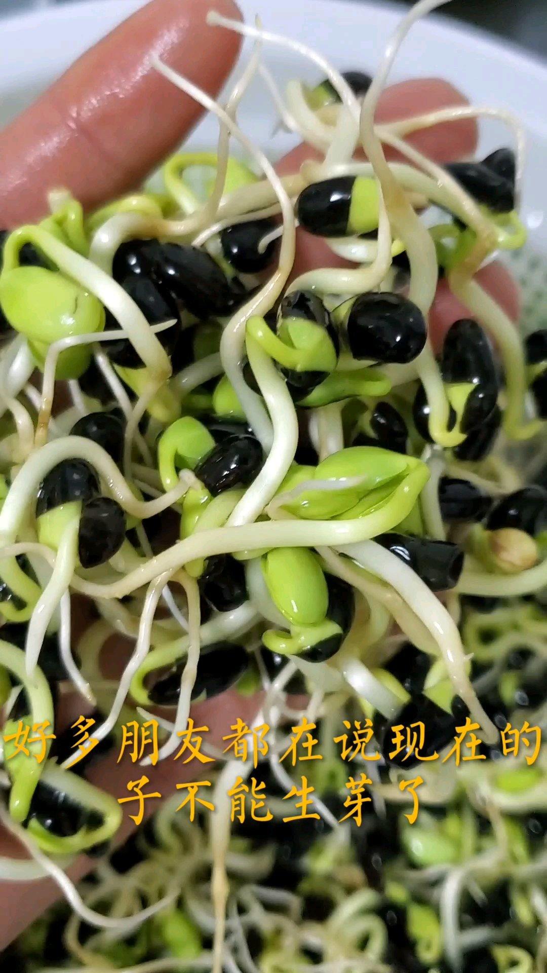自发黑豆豆芽