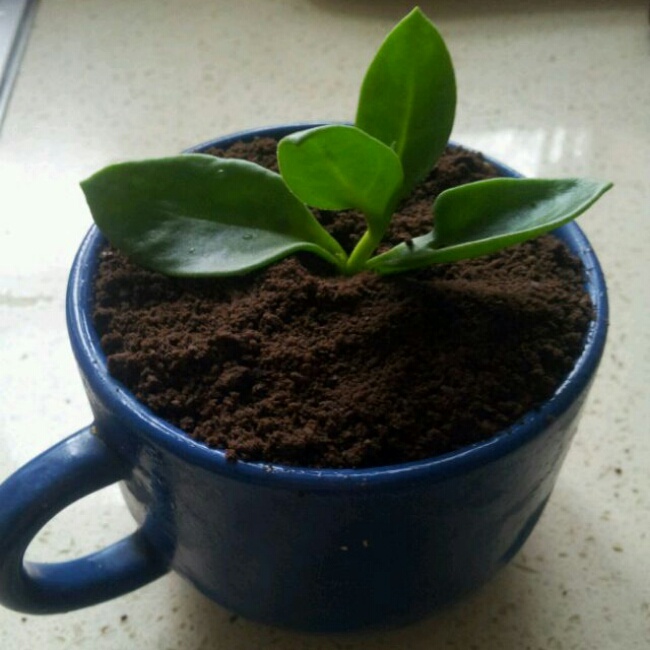 盆栽酸奶