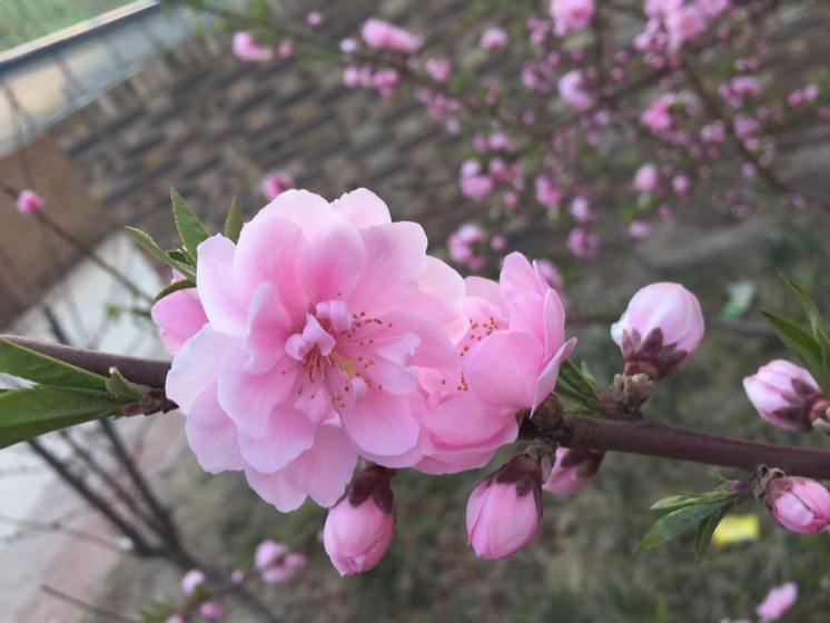 厨房、餐桌、阳台上的鲜花