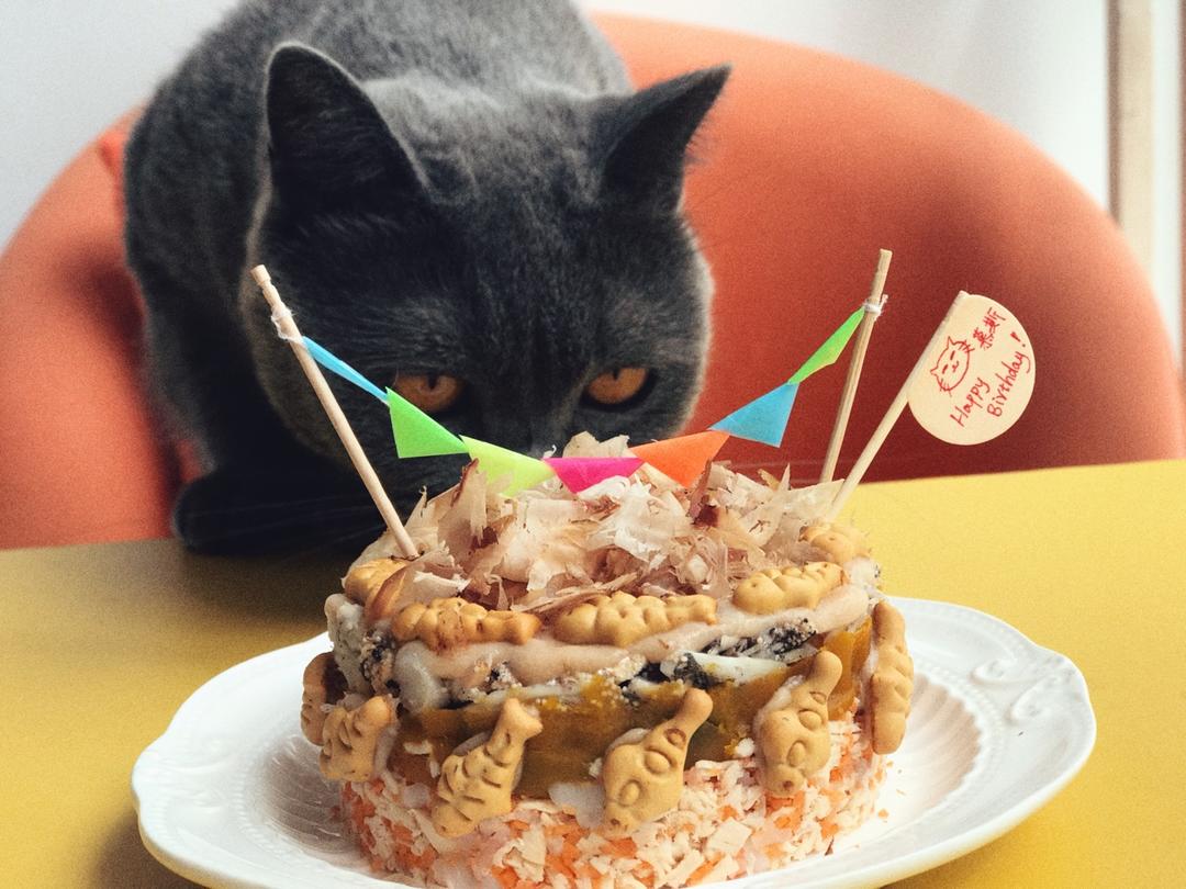 指环kiki做的猫咪蛋糕——猫的生日蛋糕