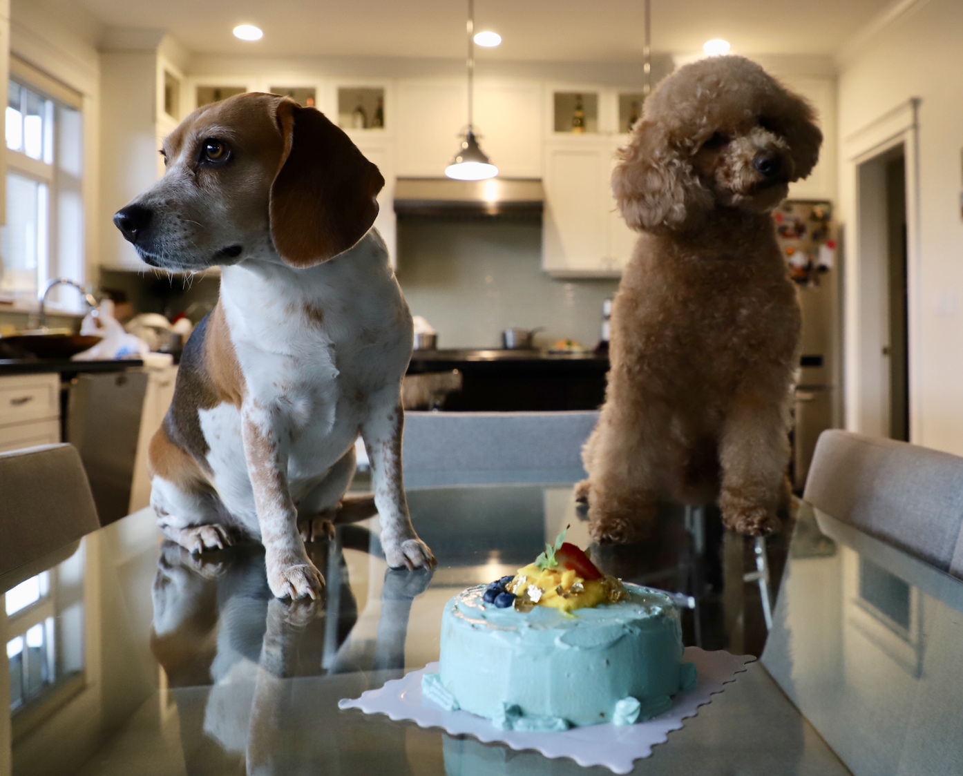 狗狗水果生日蛋糕的做法