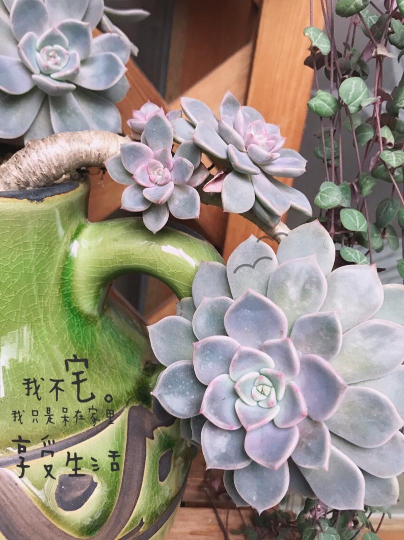 花语
