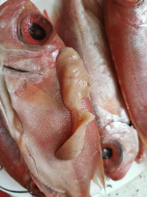 香煎大眼红鱼的做法 步骤3