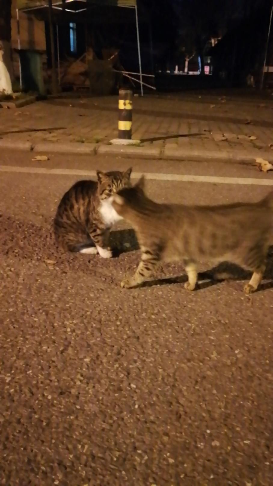 冰冰凉凉冰冰棒