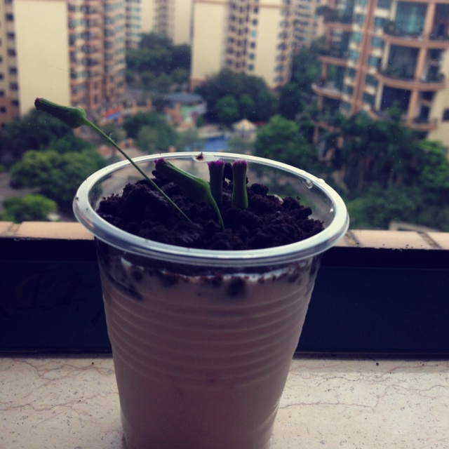 盆栽酸奶