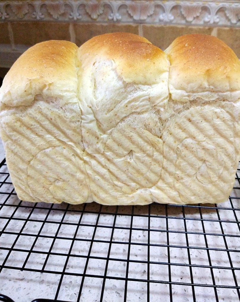 全麦吐司～17小时冷藏中种