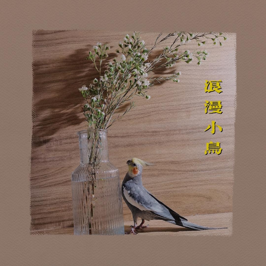 浪漫小鸟陈胖丁