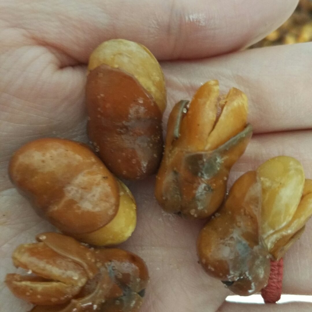 油炸蚕豆