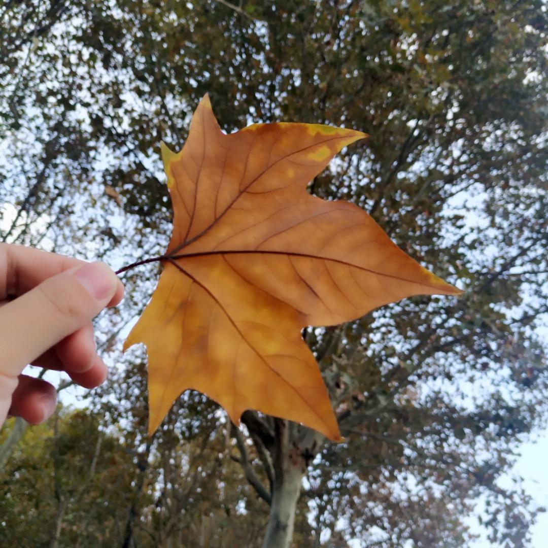 沙姐姐的小欣宝