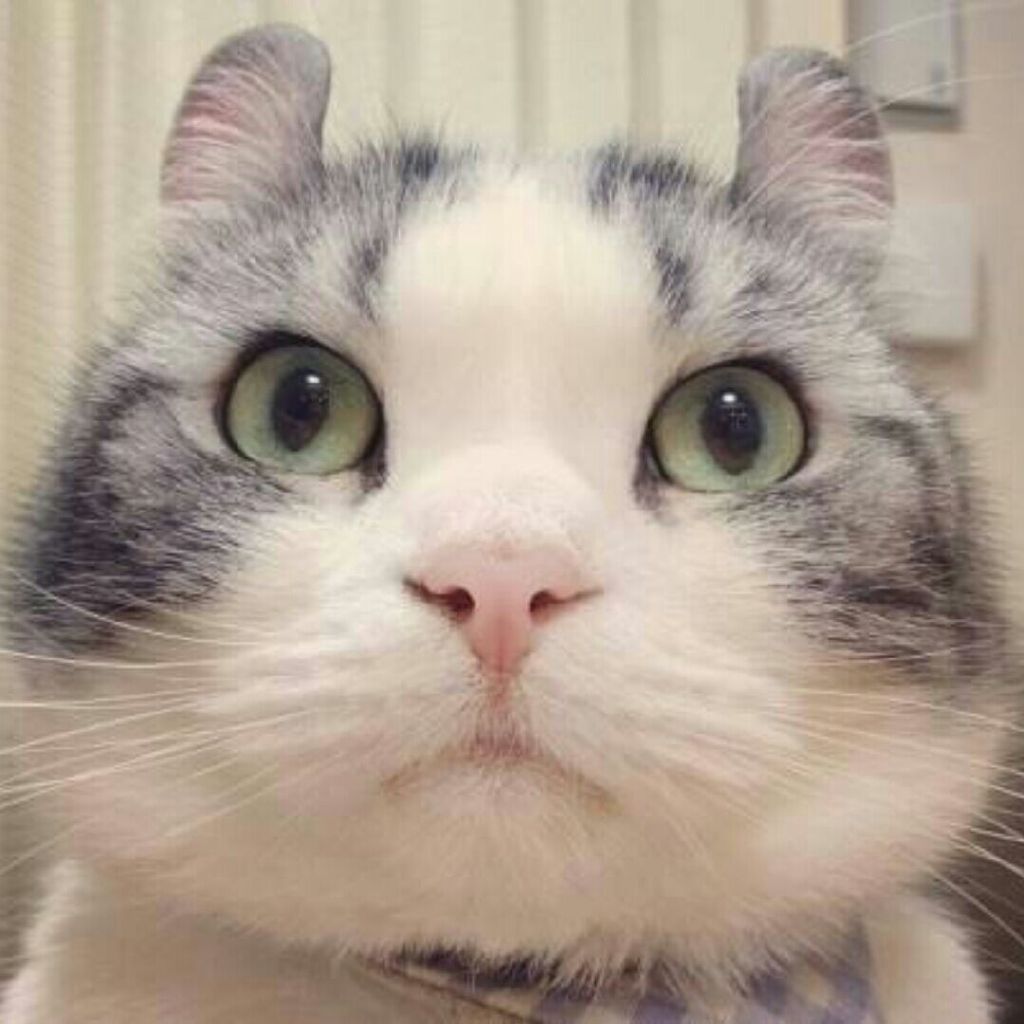 隔壁打电话的七七