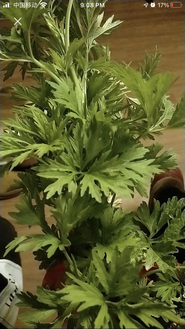 益母草红糖鸡蛋茶(补血活血)