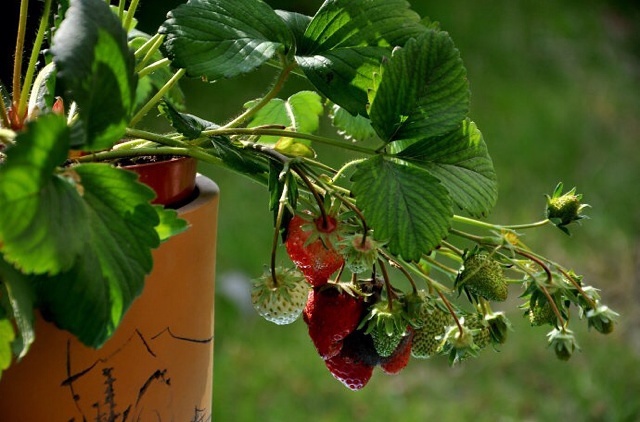 想吃草莓自己种。的做法
