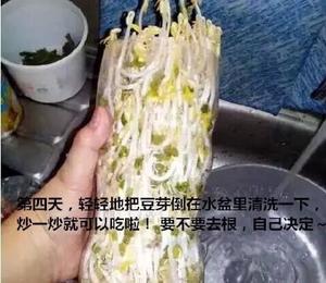 自制健康无毒的懒人版纯绿色豆芽（0失败）4天就可以吃到喽的做法 步骤8