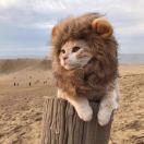 猫爷82