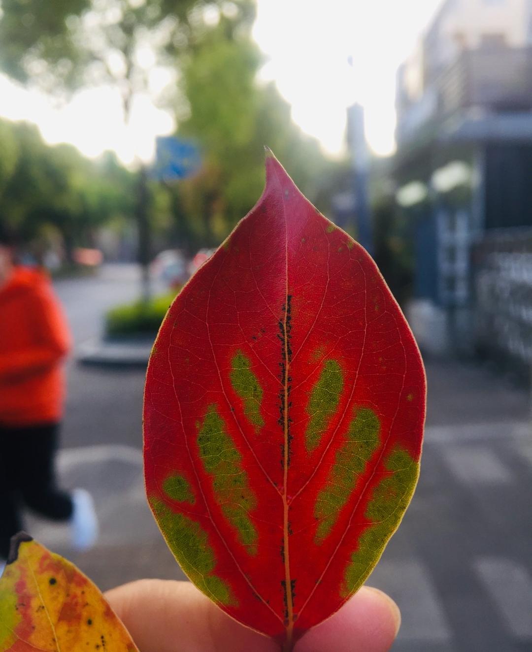极简极好次哒酱香鸡